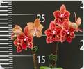 Phal. Keep The Fire